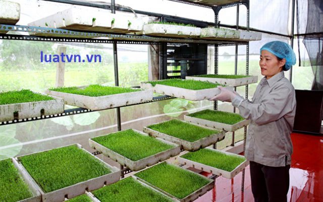 Thành lập công ty xuất khẩu nông sản