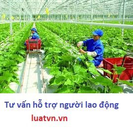 Xuất khẩu lao động Nhật Bản nông nghiệp